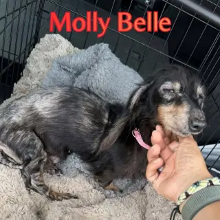 Molly Belle