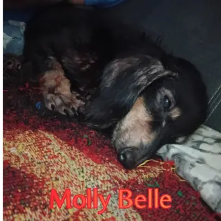 Molly Belle