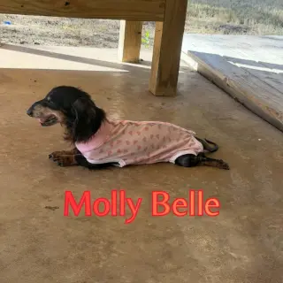 Molly Belle