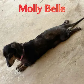 Molly Belle