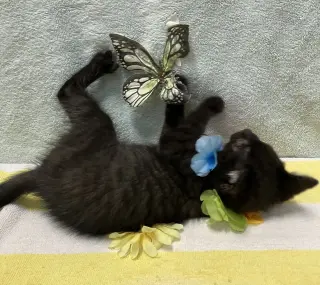 George (bonded to Dickens) - KBC