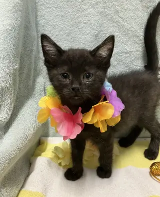 George (bonded to Dickens) - KBC