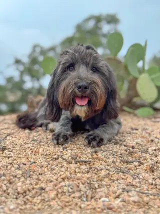 Piper