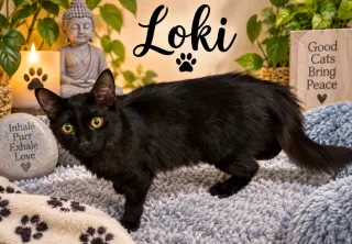 Loki
