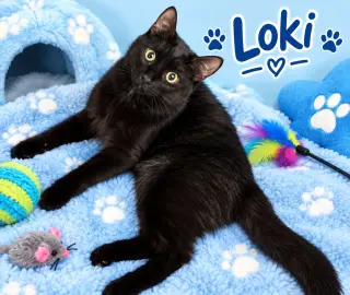 Loki