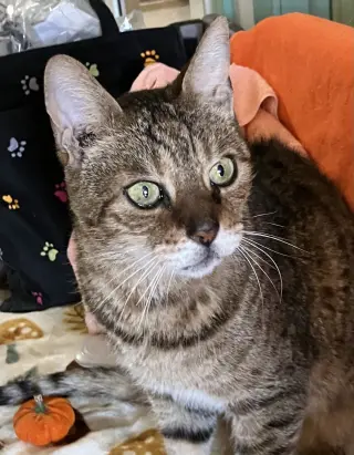Vito Corleone
