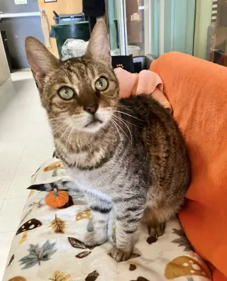 Vito Corleone