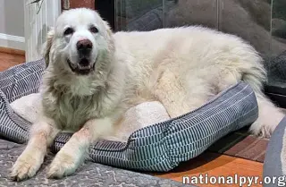 Coral in SC - Sweet & Gentle Soul!