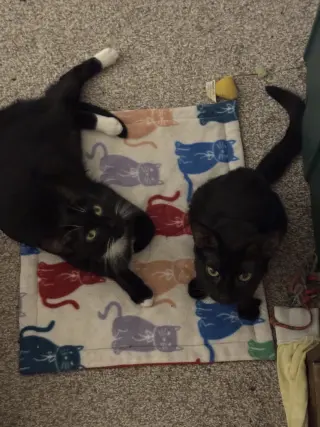 Ajax (Must be adopted w/ Nacho)