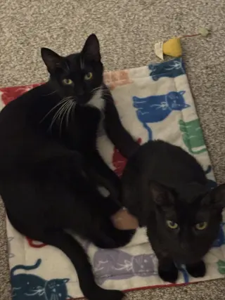 Ajax (Must be adopted w/ Nacho)