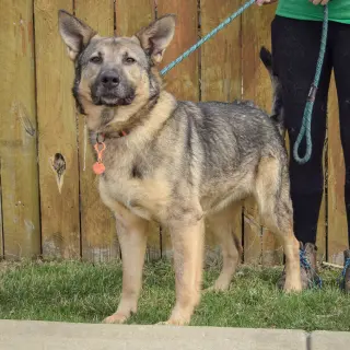 Kash