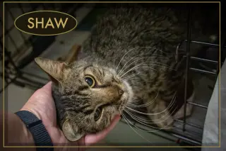 Shaw: Deaf (FCID# 9/10/2025 - 3) C