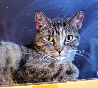 Angelina
