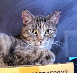 Angelina