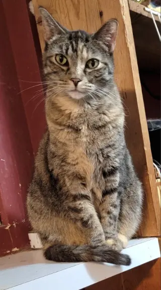 Angelina