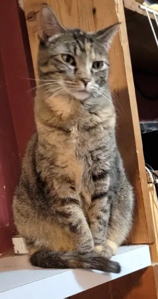 Angelina