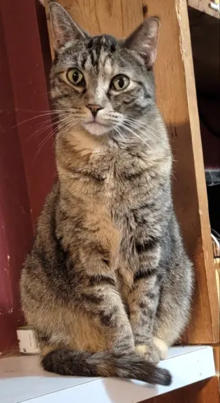 Angelina