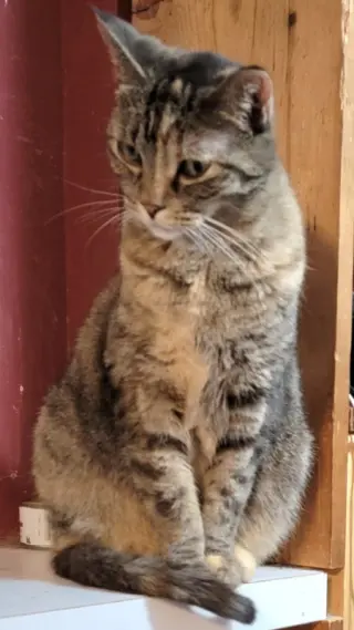 Angelina