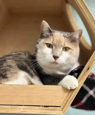 Kit Kat