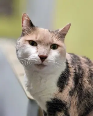 Kit Kat