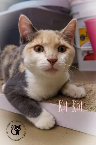 Kit Kat