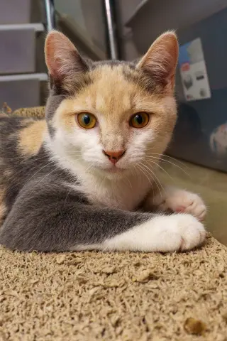 Kit Kat