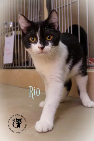 Rio
