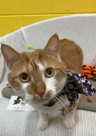 SIMBA
