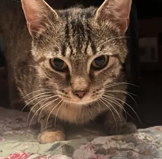Mimi