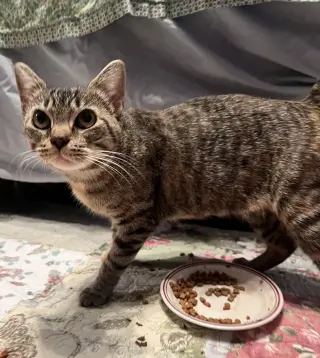 Mimi