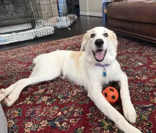 Finn