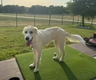 Finn