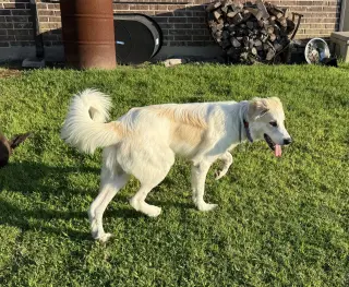 Finn