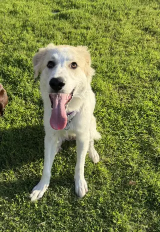 Finn