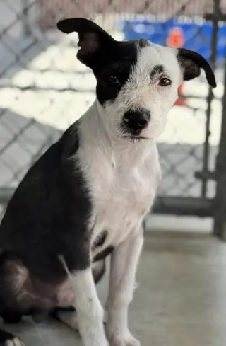 OLLIE