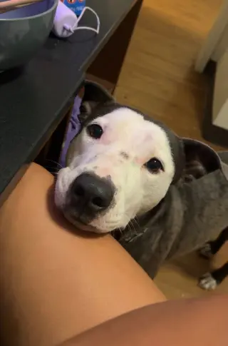 Enzo