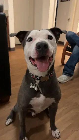 Enzo