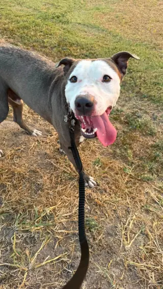 Enzo