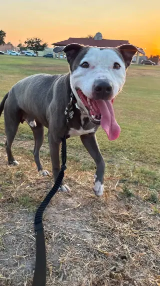 Enzo