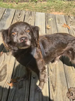 Chip