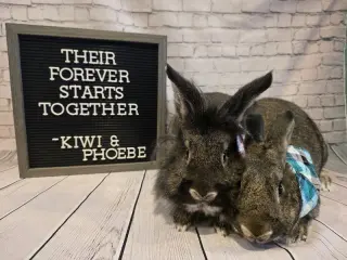 Kiwi