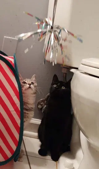 Elvis