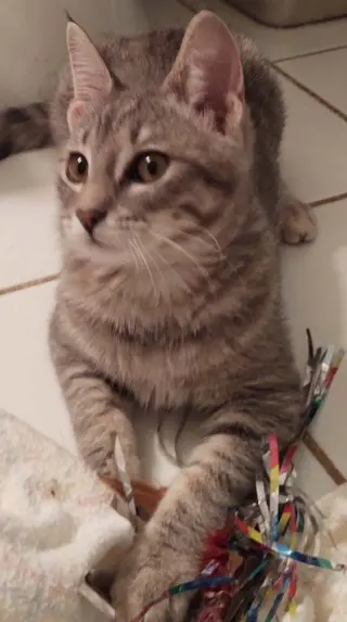 Elsie