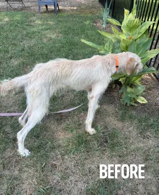 Ivy
