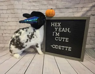 Odette