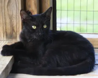 kurt