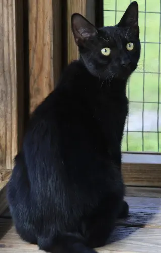 kurt