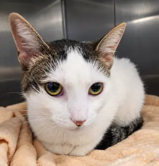 Xao