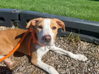 Mirabelle