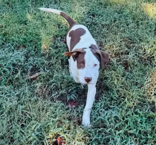 Zombie Girl